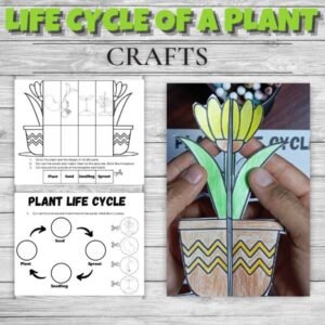 PLANT LIFE CYCLE