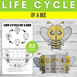 Life Cycle Of a Bee