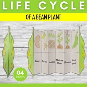 Life cycle of a bean plant