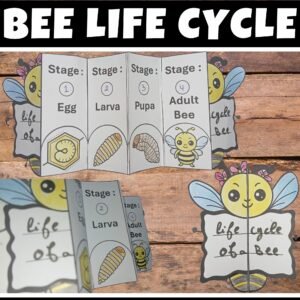 Life Cycle of a Bee : Fun Cut and Paste Foldable Sequencing craft