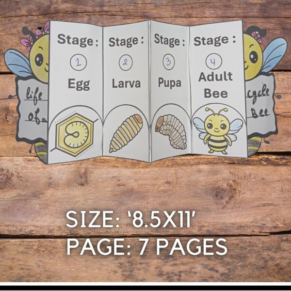 Life Cycle of a Bee : Fun Cut and Paste Foldable Sequencing craft