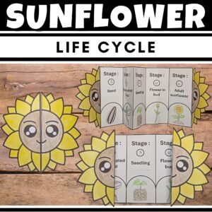 Life Cycle of a sunflower Craft : Fun Cut and Paste Foldable Sequencing