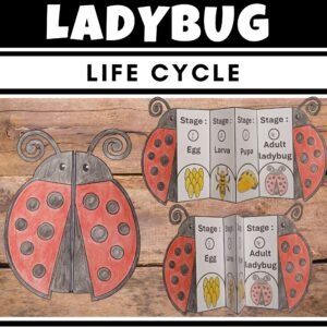 Life Cycle of a Ladybug Insect Craft : Cut and Paste Foldable Sequencing Crafts